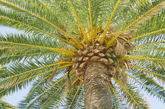 Colorful bright image of the palm shot from the bottom up.