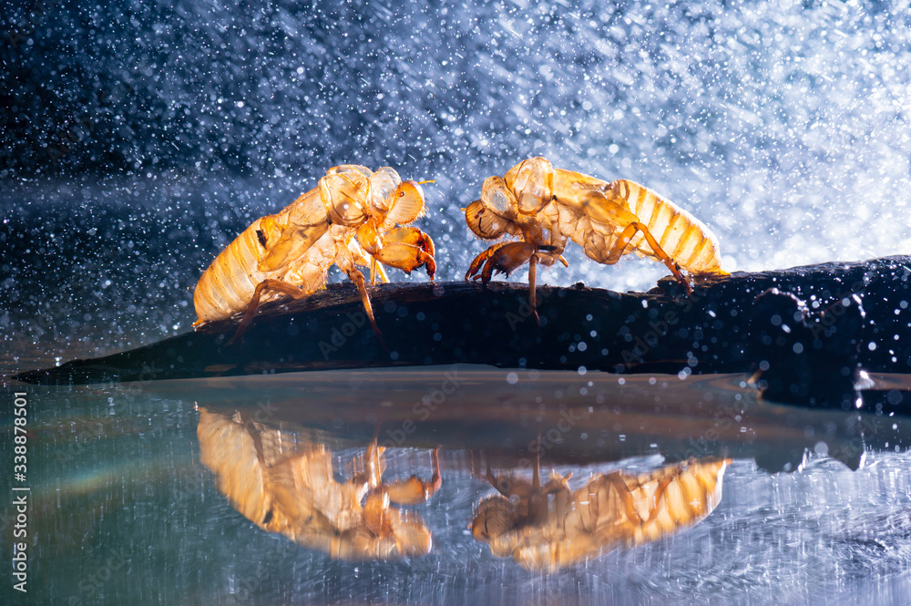 Wall mural two cicadas molt with shadow on the dry tree branch and water drop background.insect wildlife animal