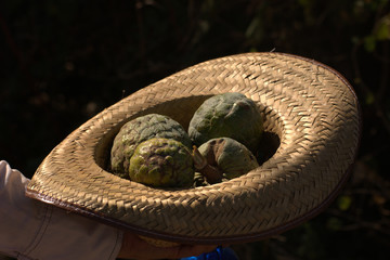 Anonas en un sombrero, recien cortadas de un arbol silvestre en Nayarit