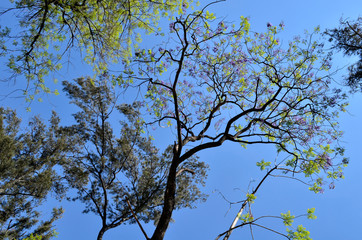Jacarandas