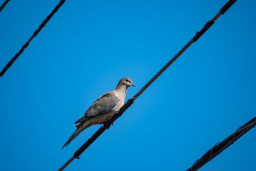 Mourning Dove on Wire in Springtime