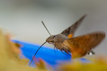 The hummingbird hawk-moth  feeding on spruce  tips left rom syrup making.