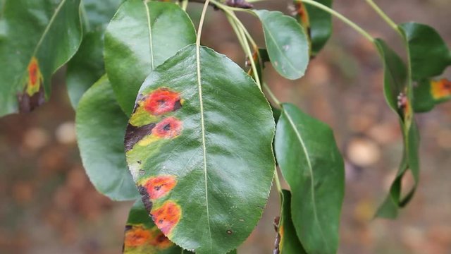 Pear green leaves with red spots of Pear rust or Gymnosporangium sabinae