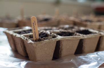 A lot of carton containers with soil and seeds of tomatoes indoors. Wooden ice cream stick with handwritten text: 