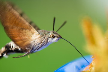 The hummingbird hawk-moth  feeding on spruce  tips left rom syrup making.