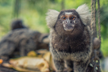 two marmoset looking to camera