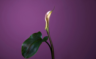 Ritratto in studio di una calla media, su sfondo viola con luce artificiale.