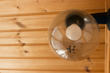 dead flies in a transparent round shade lamp on the wooden wall of the balcony