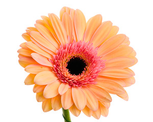 Orange-pink gerbera flower on white background