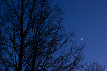 Twilight sky with crescent moon, Venus and tree silhouette after sunset