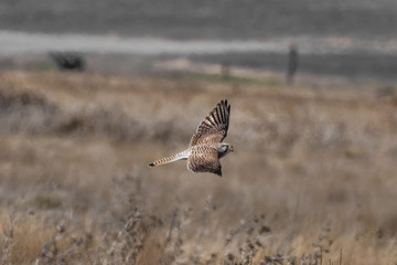 pájaro rapaz cazando