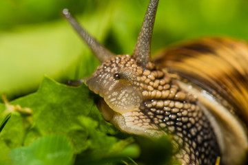 Close up of snail feeding on grass.