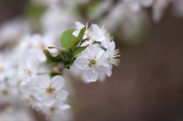 Cherry blossom