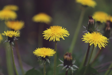 Yellow dandelion flower