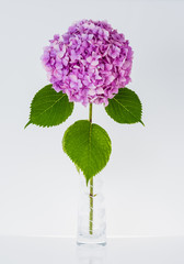 Colorful Hydrangea flower - hortensia.