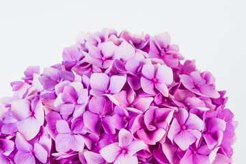 Fototapeta premium Colorful Hydrangea flower - hortensia.