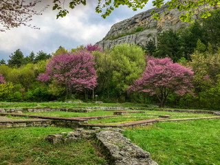 Blooming judas trees behind stone ruins. Nature reclaims old castle