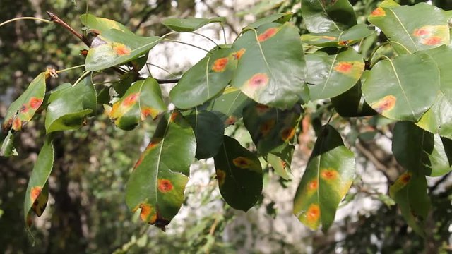 Pear green leaves with red spots of Pear rust or Gymnosporangium sabinae