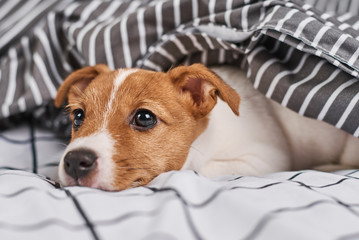 Jack Russell terrier dog under blanket in the bed
