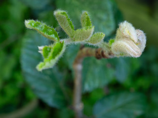 Rowan tree leaf buds
