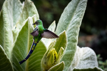 Picaflor © MauricioE