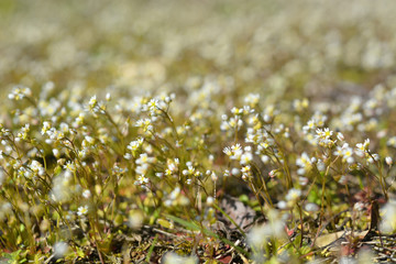 Floral summer spring background. Yellow and white  flowers close-up in a field on nature