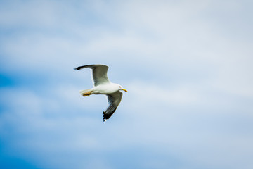 Seagull flying in the sky.