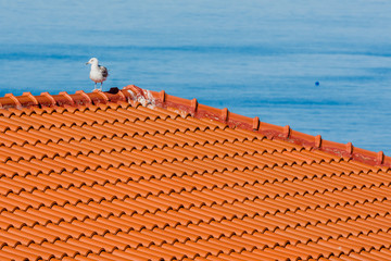 Seagull resting on the roof of a mediteranian house.