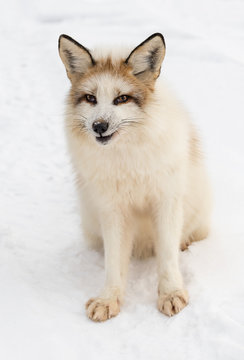 Red Marble Fox (Vulpes vulpes) Sits Looking Out in Snow Winter