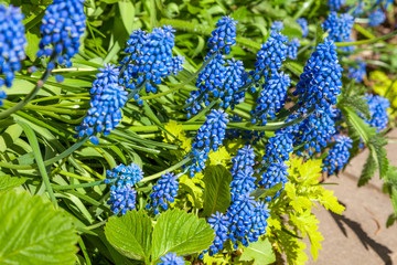 n may, mouse hyacinth bloomed in flower beds in city courtyards and gardens in may.