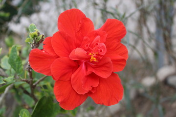 Red hibiscus flower full bloom.