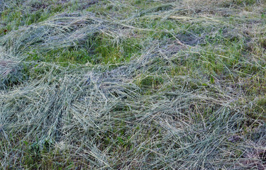 Fresh hay texture