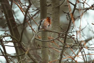 Common finch bird cleans feathers sits on a branch