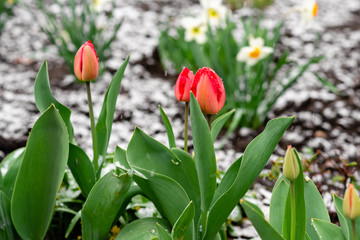 red spring tulips in the garden and snow in April