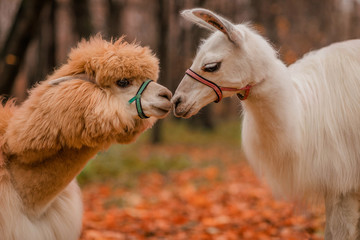 Alpaca and llama kiss. Exotic animals. Wildlife. © Elena