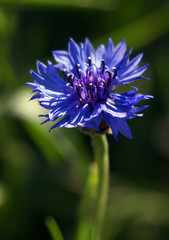 Cornflower in green feld