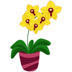 Orchid blooms in yellow flowers with spots. Indoor plant in a pink striped pot. Indoor flowering flowerpot