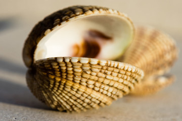 A saltwater clam warty venus shell closeup. © WI