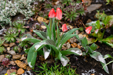 red spring tulips in the garden and snow in April