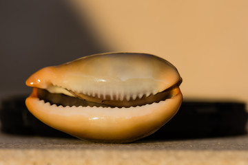 Small sea slug shell.