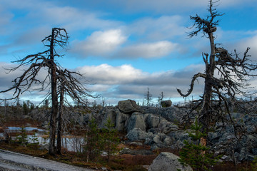 Crooked bare trees bizarre shape stands in the rocky wasteland on the top of Vottovaara mountain. Stone sea. Karelia. Russia.