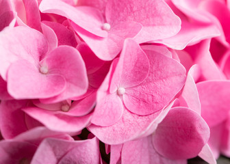 Fototapeta premium Close up macro photo of vibrant pink hydrangea blossoms 