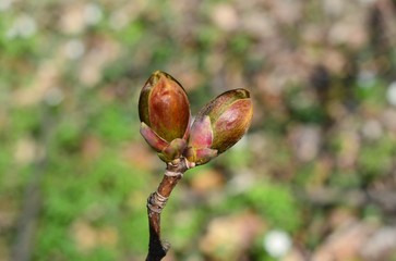 Swollen buds on a young tree in spring