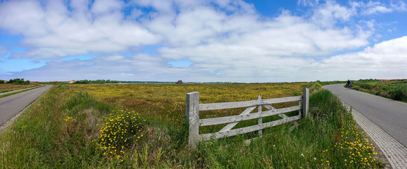 A panaorama of thousands of dandelions in a meadow in the Texel landscape behind a beautiful wooden country gate