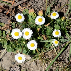 Clump of daisies flowers