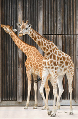 Girafes dans un zoo