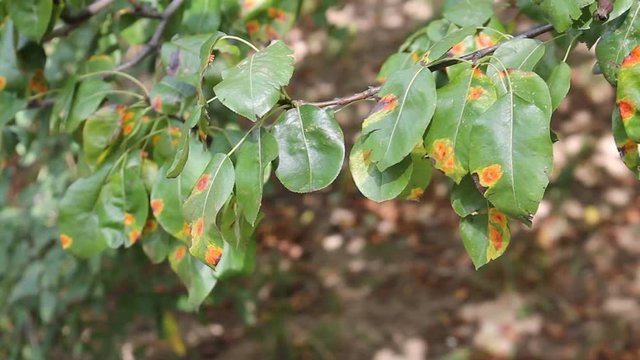 Pear green leaves with red spots of Pear rust or Gymnosporangium sabinae