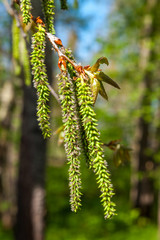 In mid-spring, picturesque poplar seeds hang like earrings from tree branches in parks and squares.