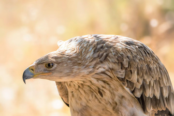 close up of an eagle