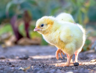 little chicken in the garden